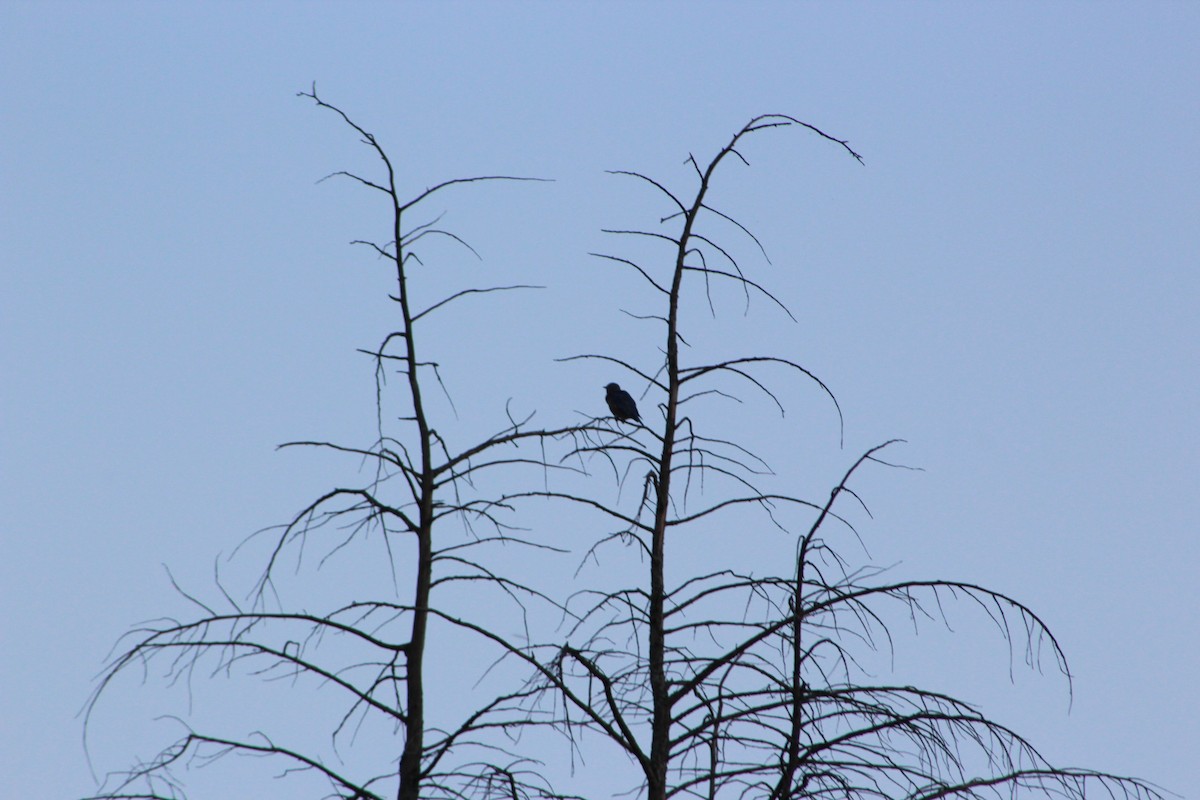 Eastern Bluebird - ML646513194