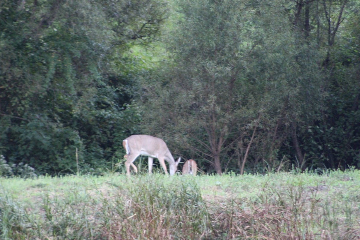 White-tailed Deer - ML646513196