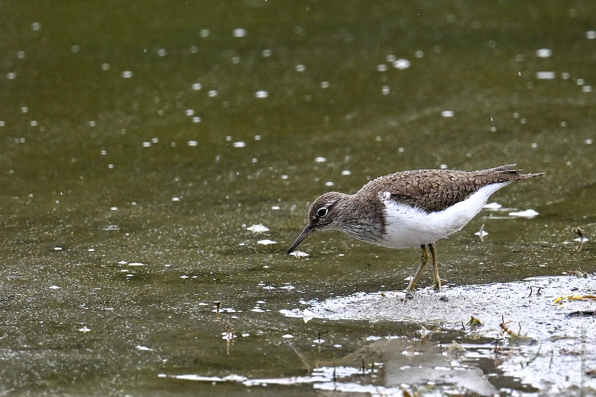 pisík obecný - ML646513197