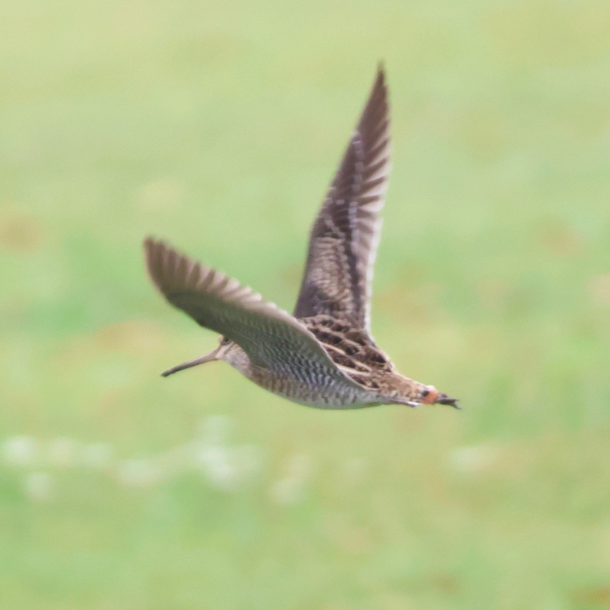 Замбын хараалж - ML646513200