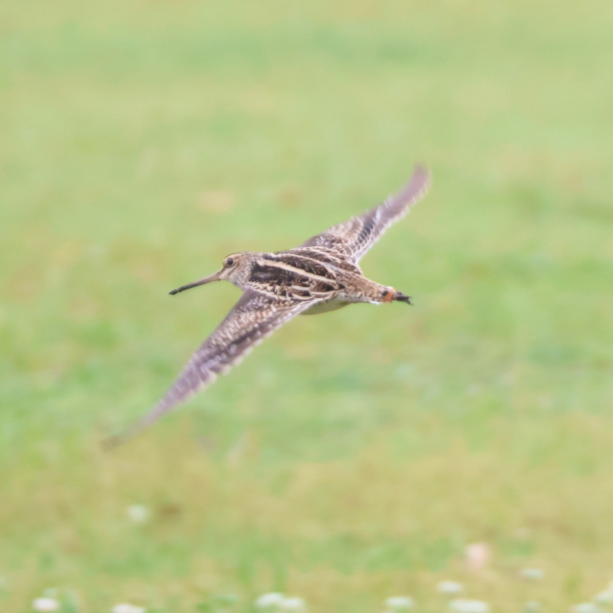 Замбын хараалж - ML646513201