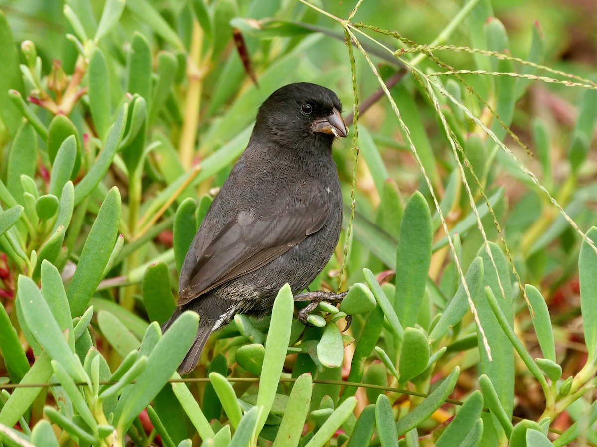 Pinzón de Darwin Picomediano - ML646513202