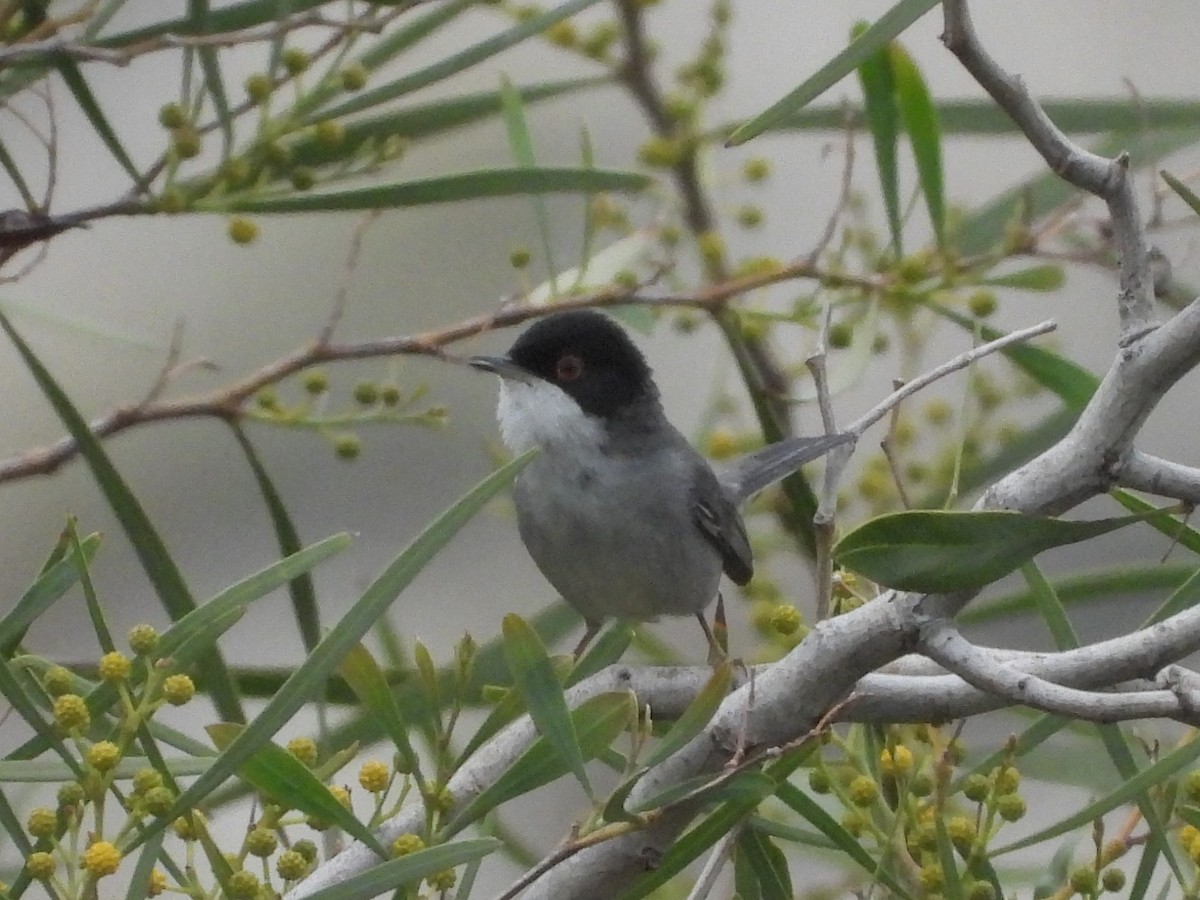 Sardinian Warbler - ML646513203