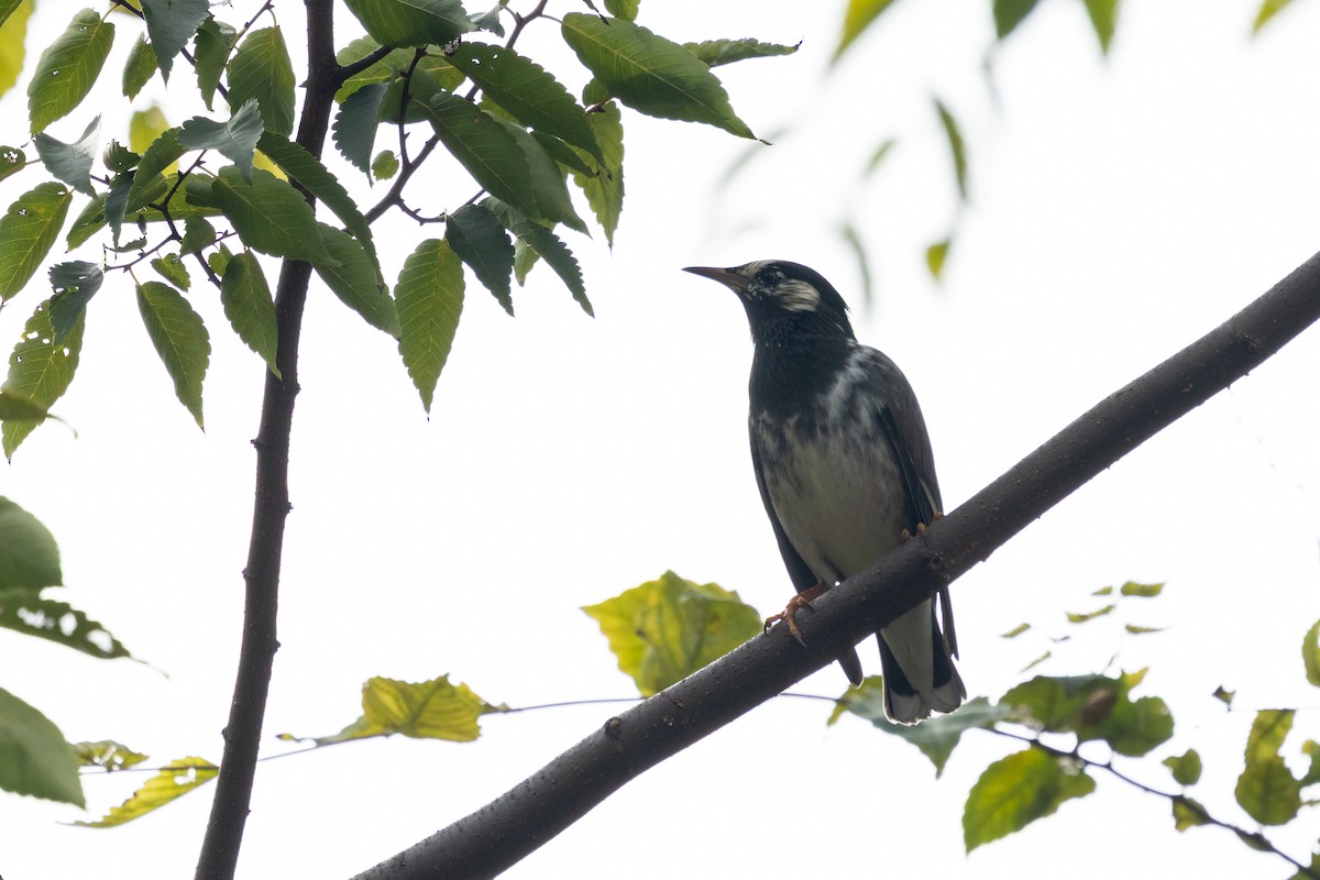 White-cheeked Starling - ML646513204