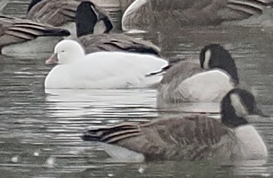 Ross's Goose - ML646513206
