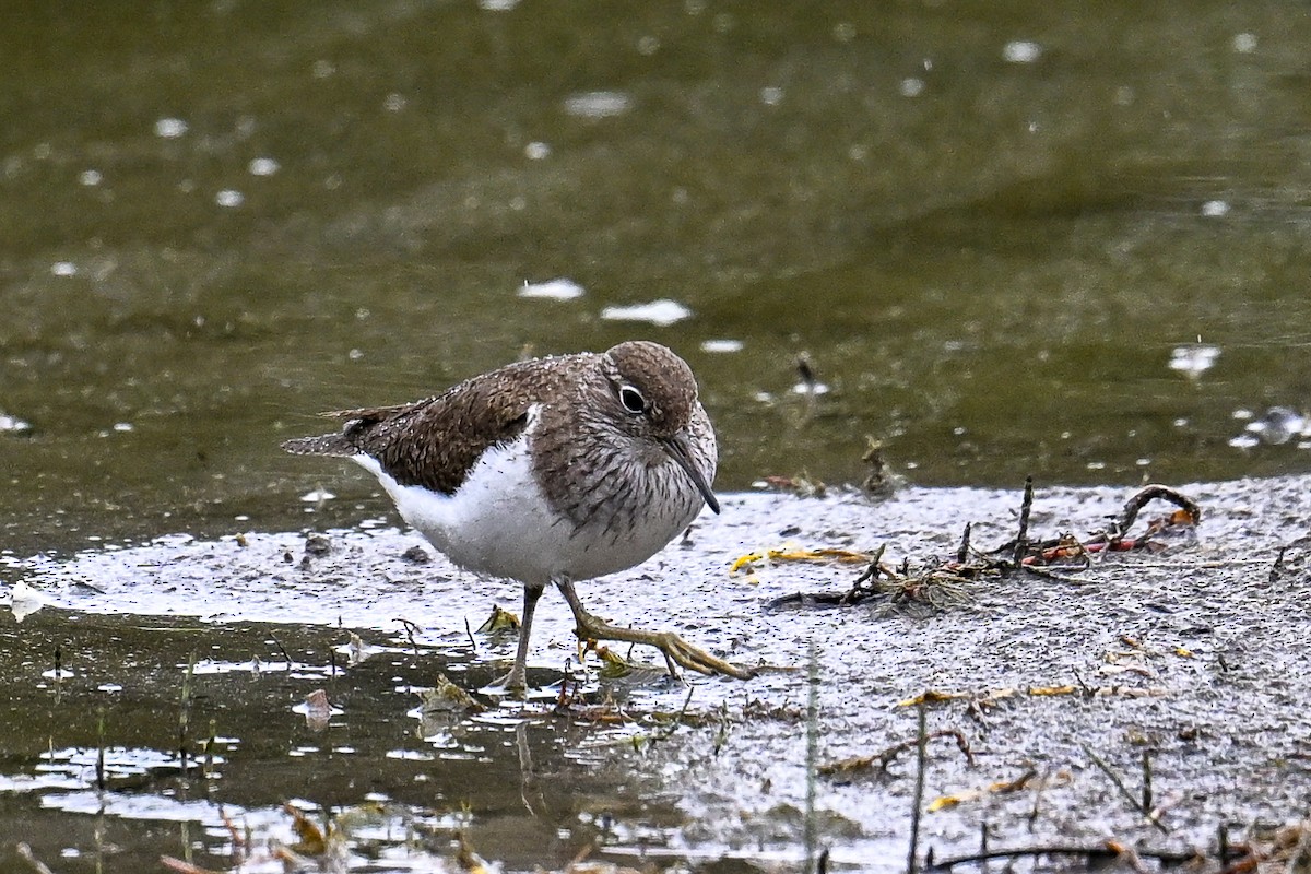 pisík obecný - ML646513208
