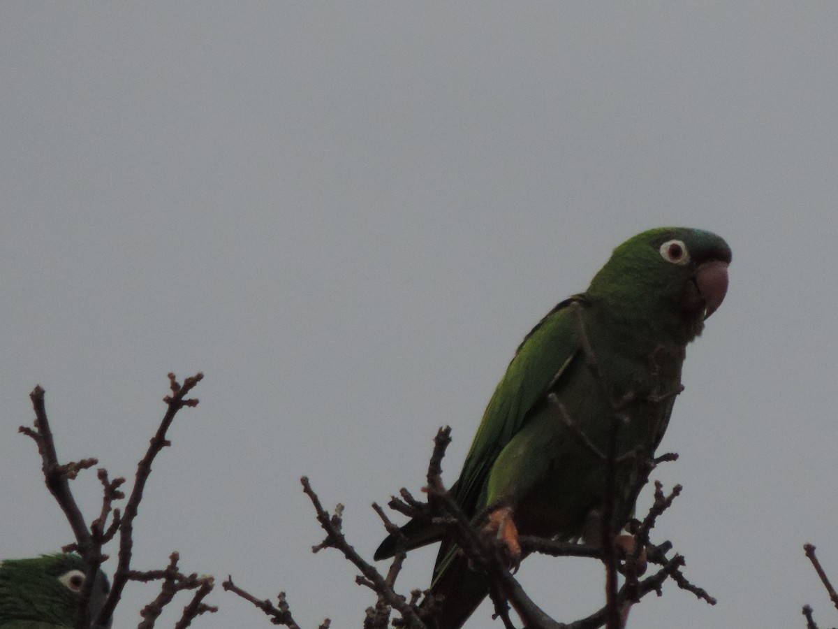 Синелобая аратинга - ML646513215