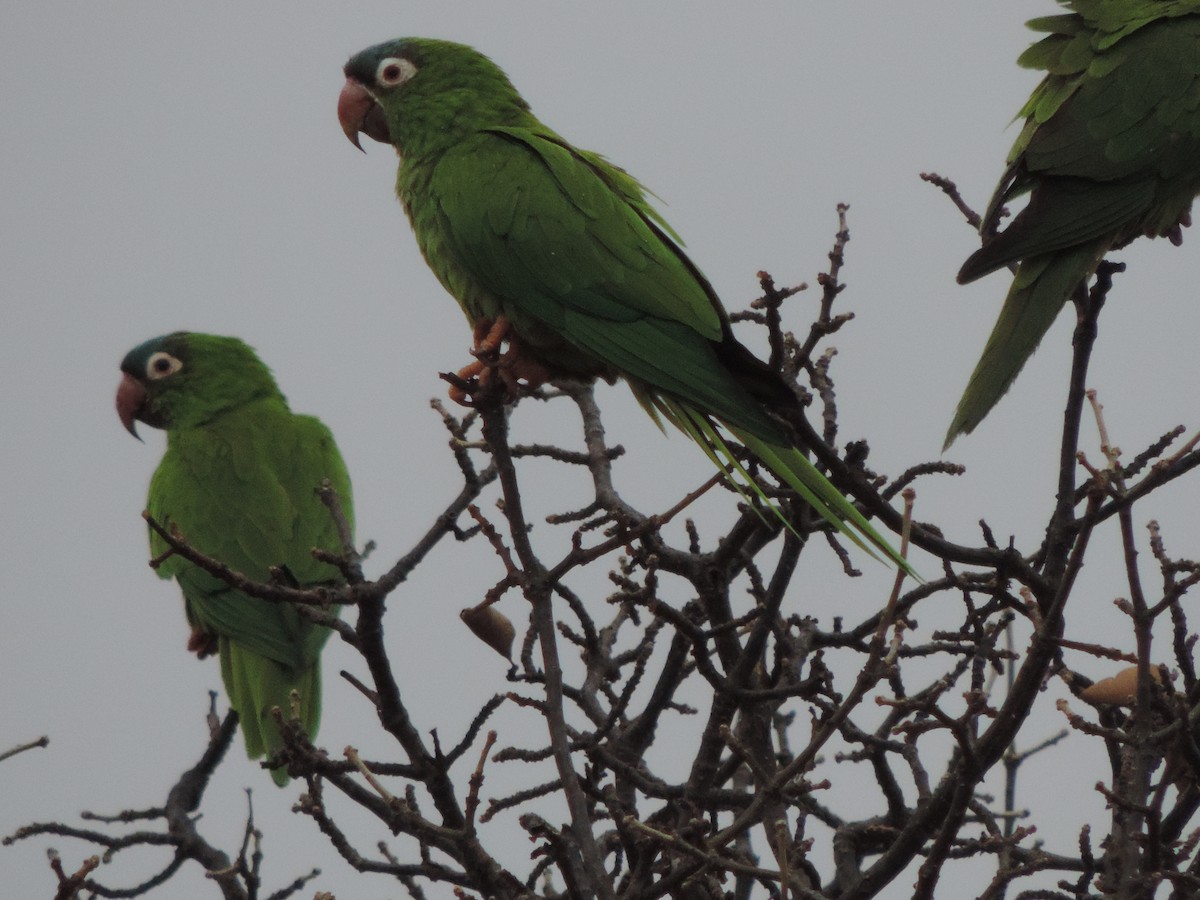 Синелобая аратинга - ML646513216