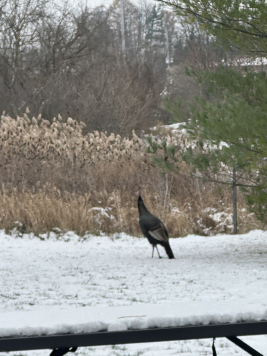 Tacchino selvatico - ML646513217