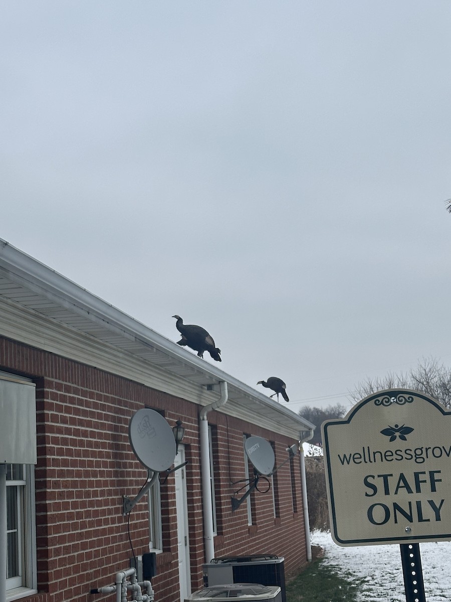 Tacchino selvatico - ML646513218