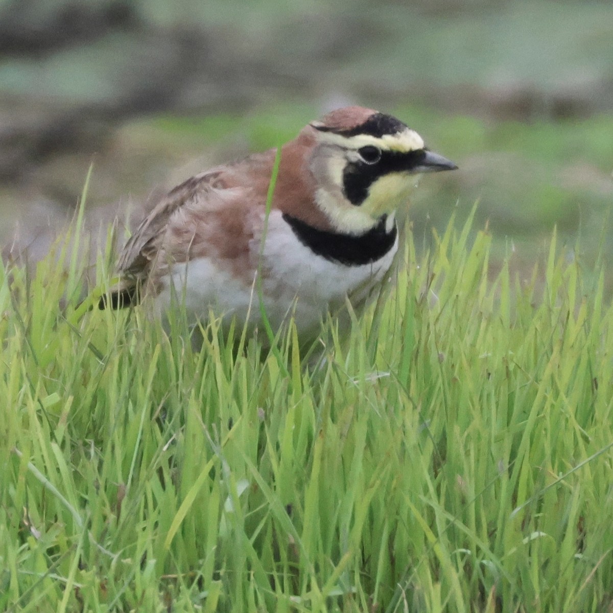 Horned Lark - ML646513228