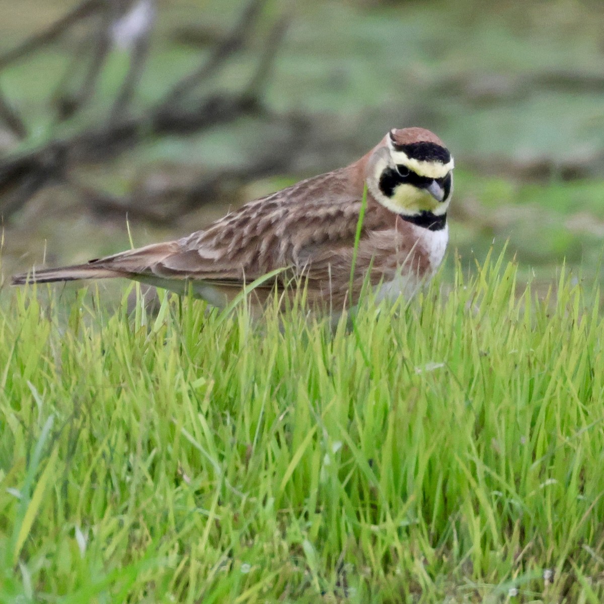 Horned Lark - ML646513229