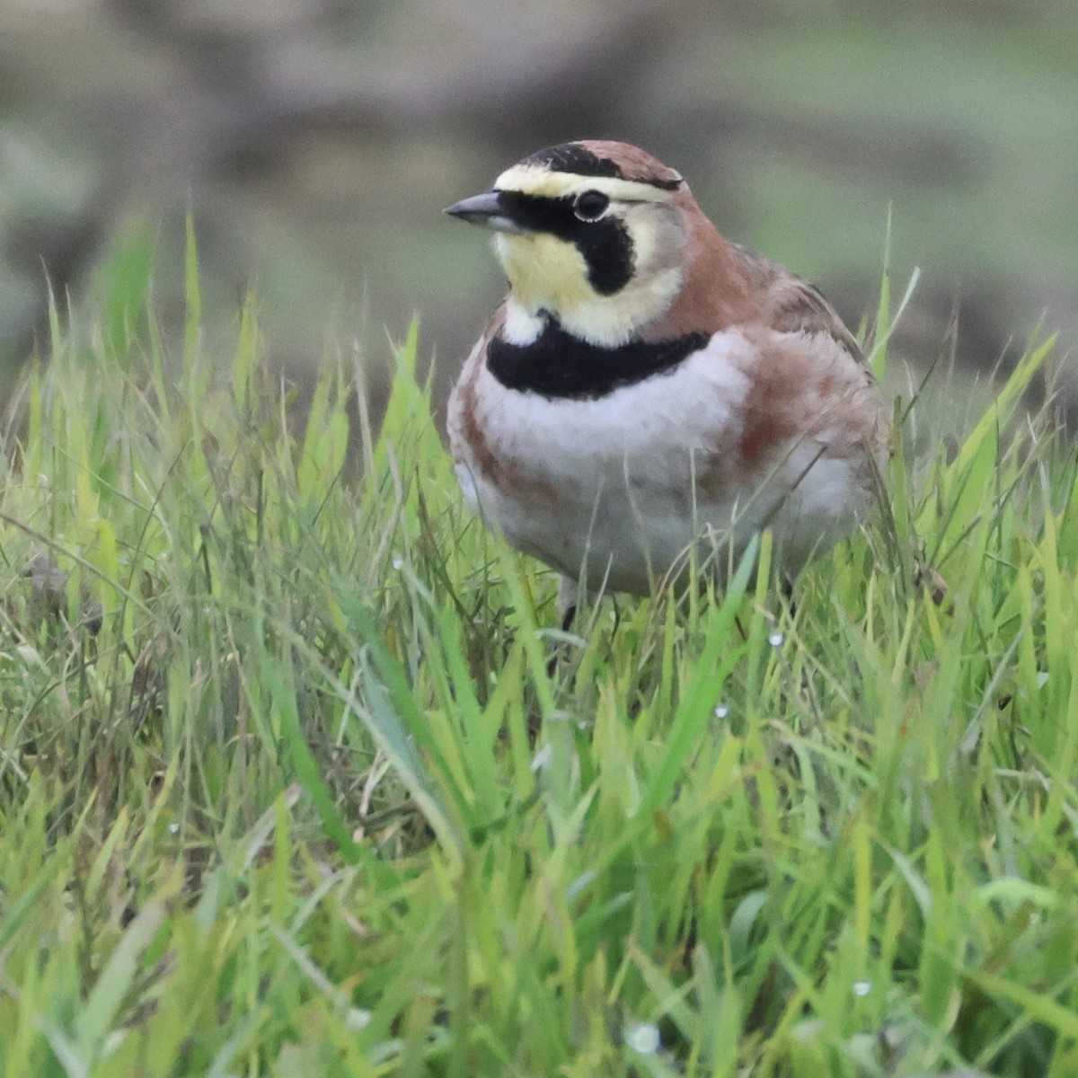 Horned Lark - ML646513230