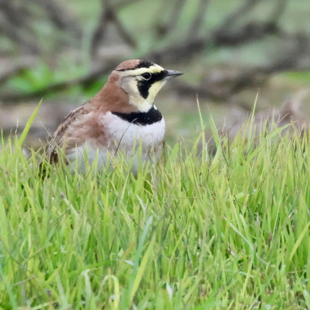Horned Lark - ML646513231