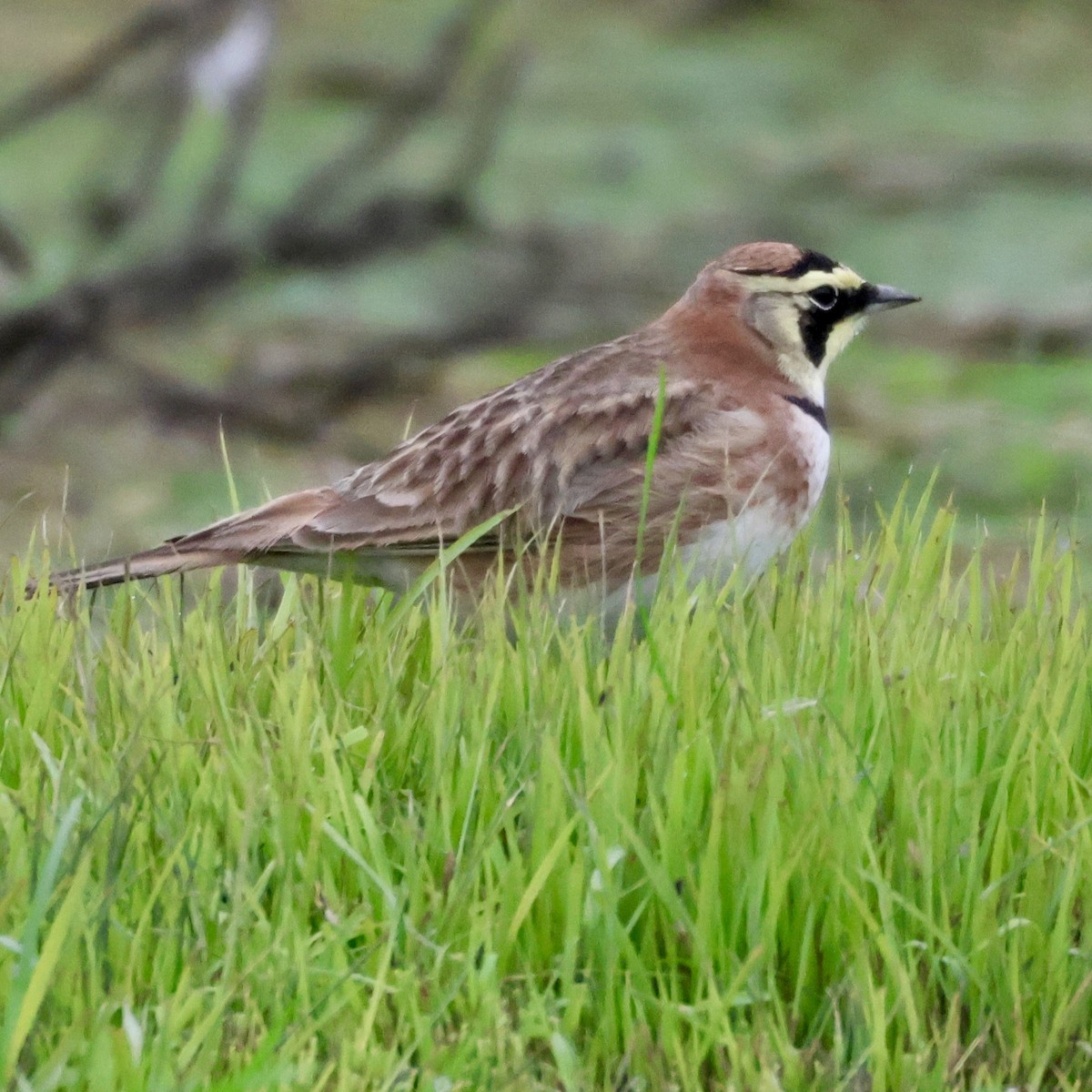 Horned Lark - ML646513232