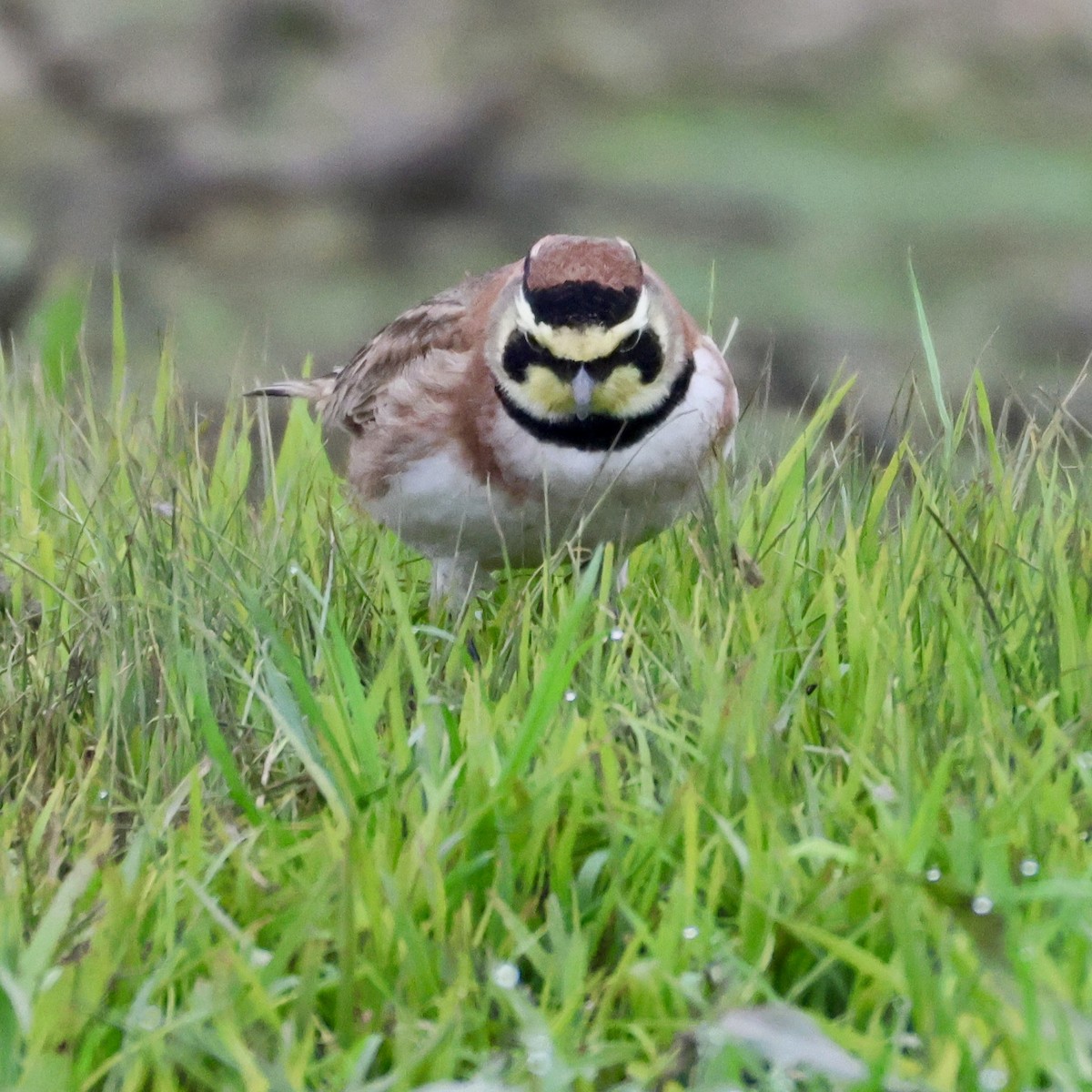Horned Lark - ML646513233