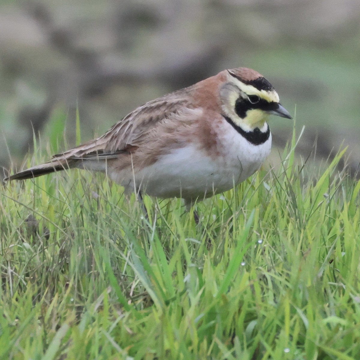 Horned Lark - ML646513234