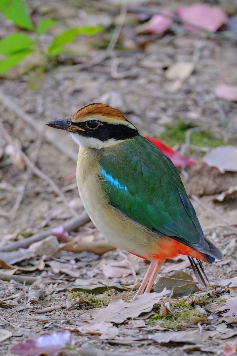 Fairy Pitta - ML646513237