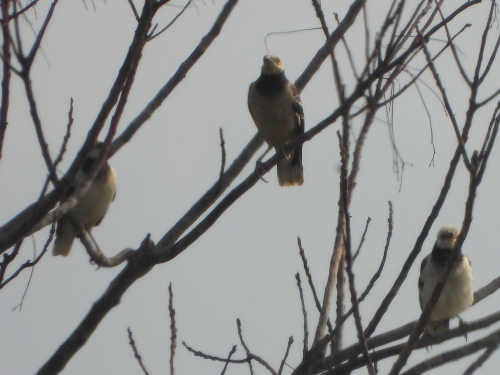 Schwarzhalsstar - ML646513238