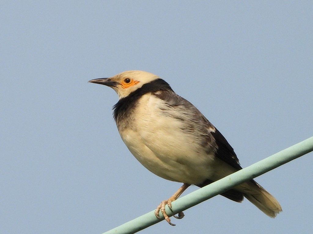 Schwarzhalsstar - ML646513239