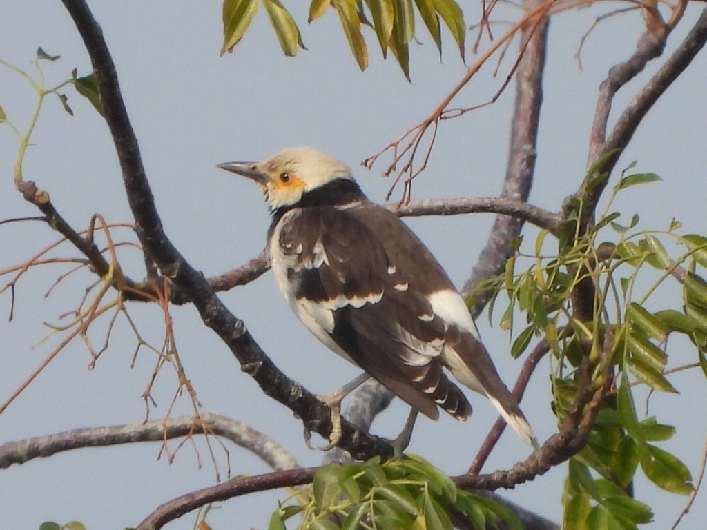 Schwarzhalsstar - ML646513240