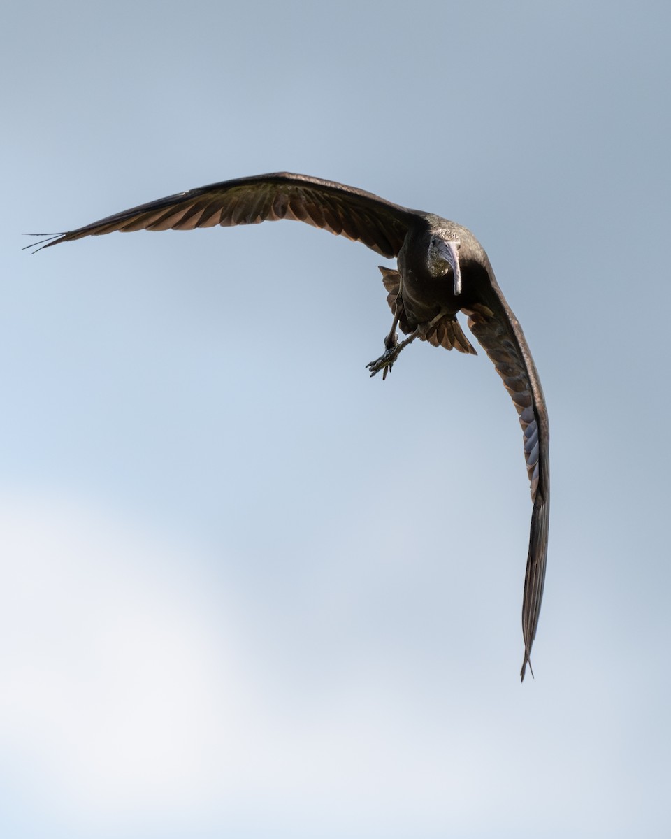 Ibis falcinelle - ML646513242