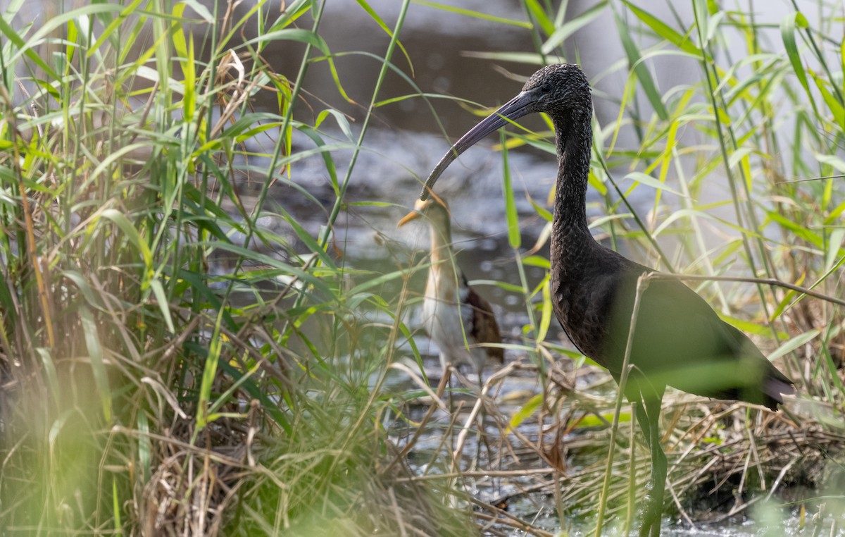 Ibis falcinelle - ML646513243