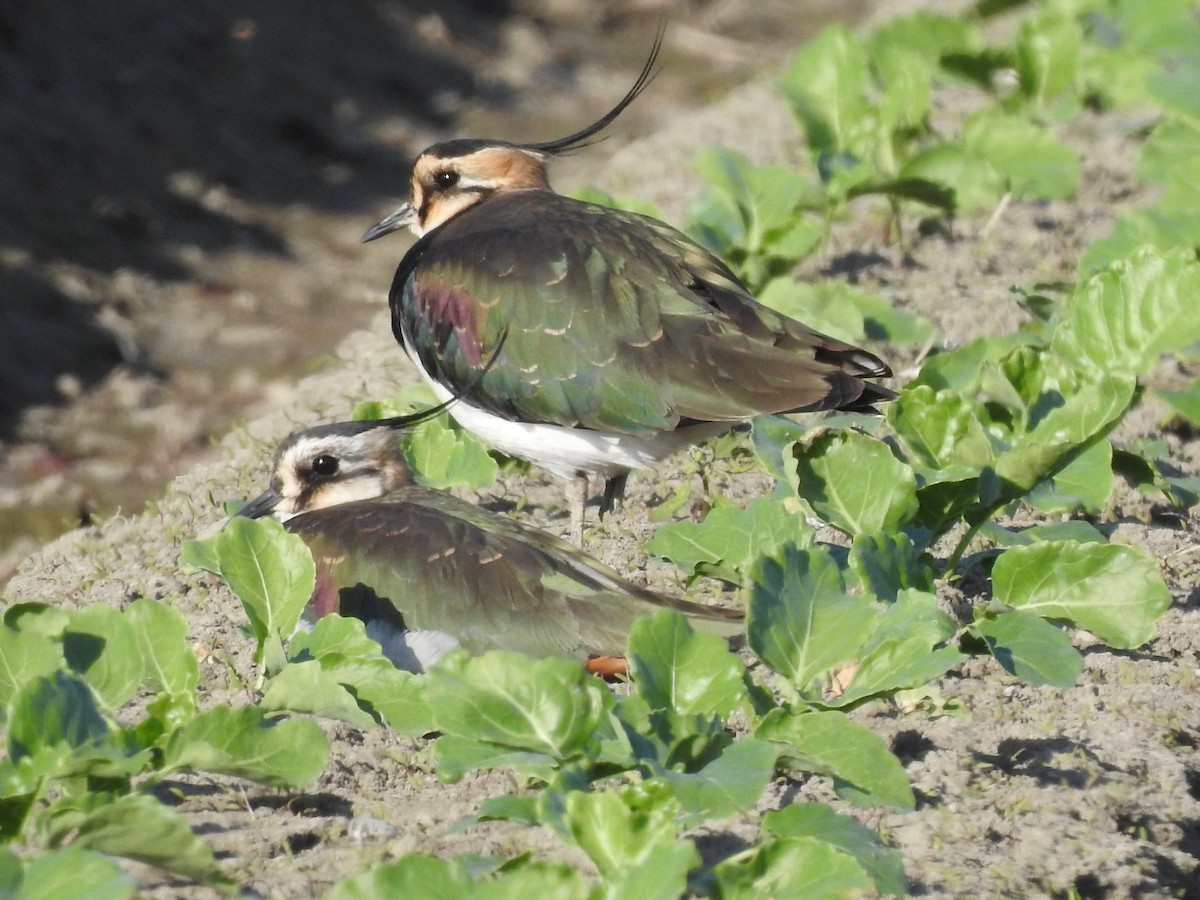 Northern Lapwing - ML646513245