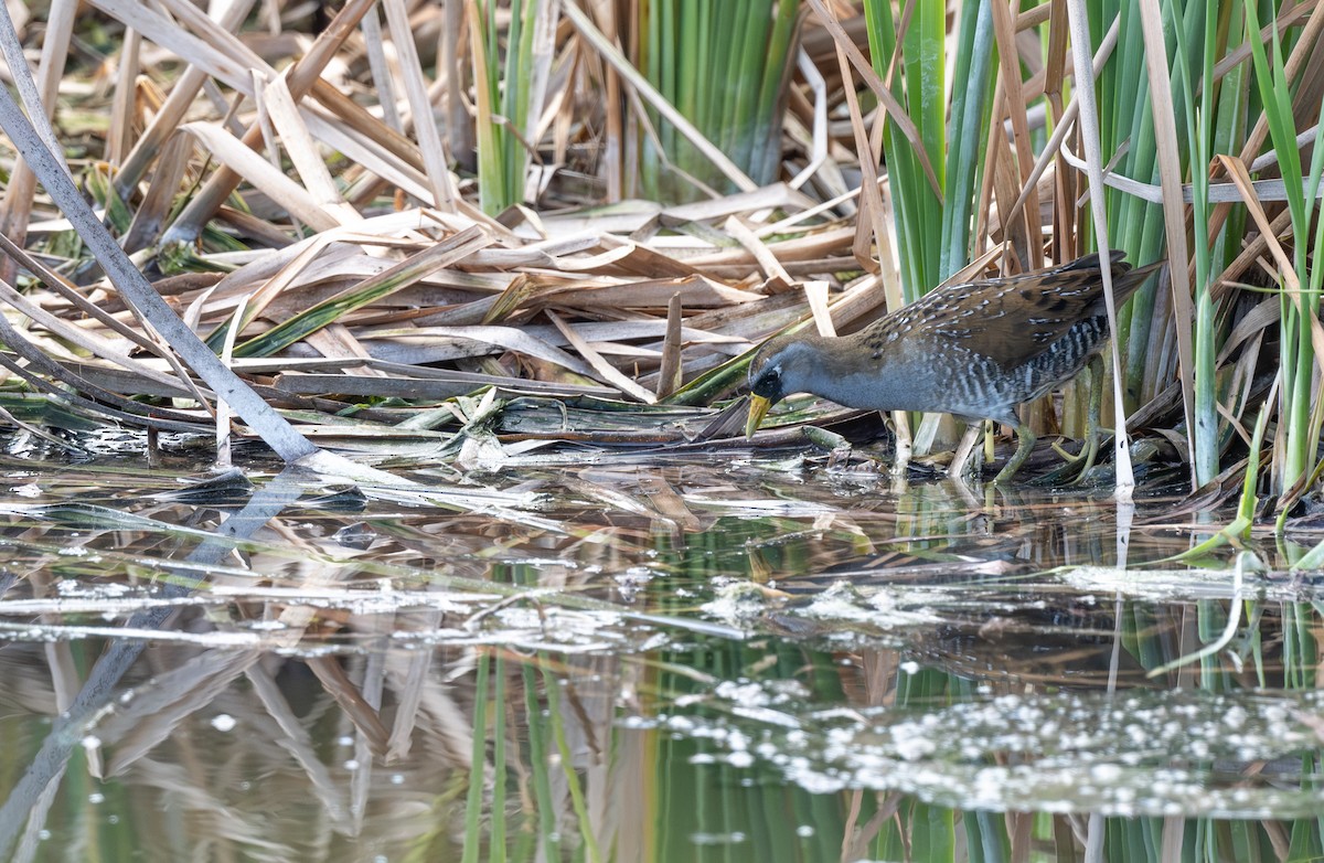 Marouette de Caroline - ML646513246