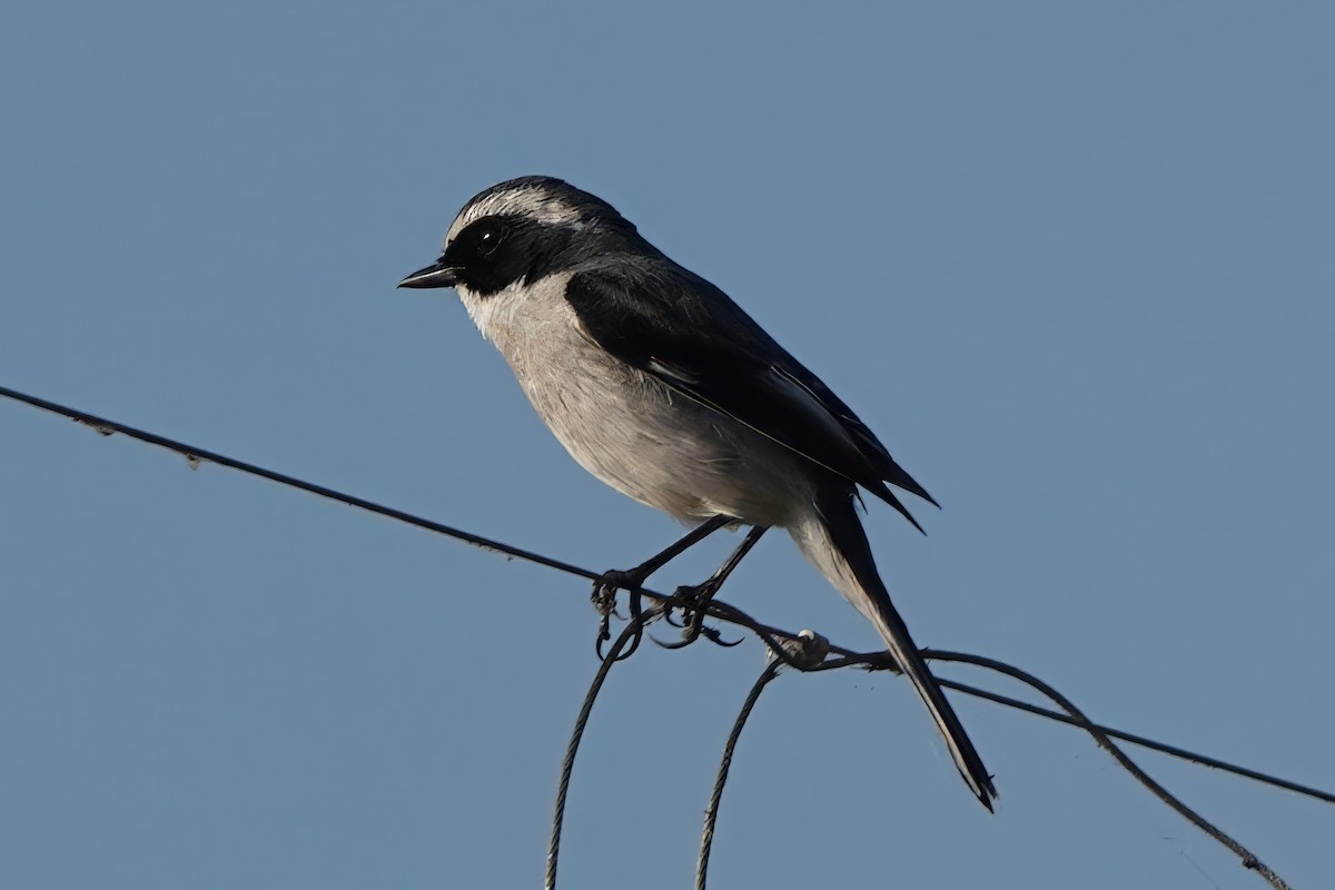 Gray Bushchat - ML646513247