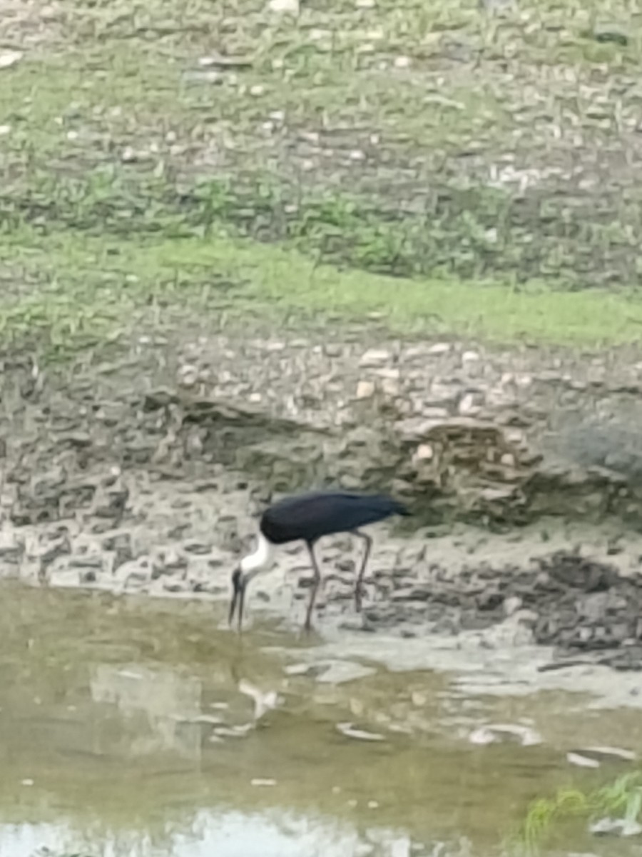 Asian Woolly-necked Stork - ML646513251
