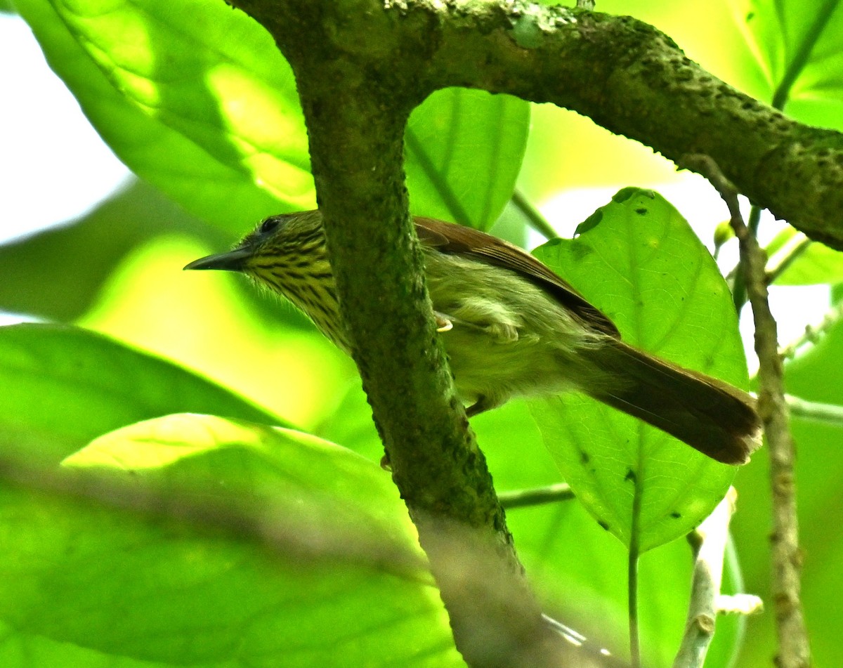 İnce Çizgili Timalya - ML646513254