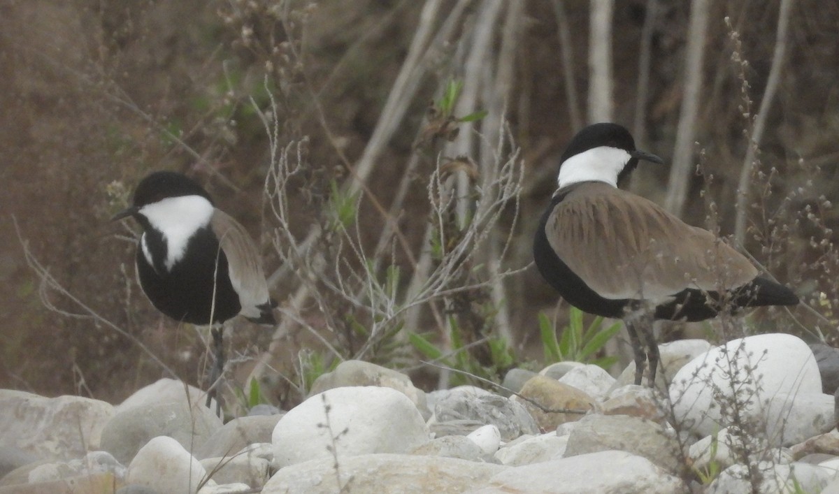 Vanneau à éperons - ML646513255