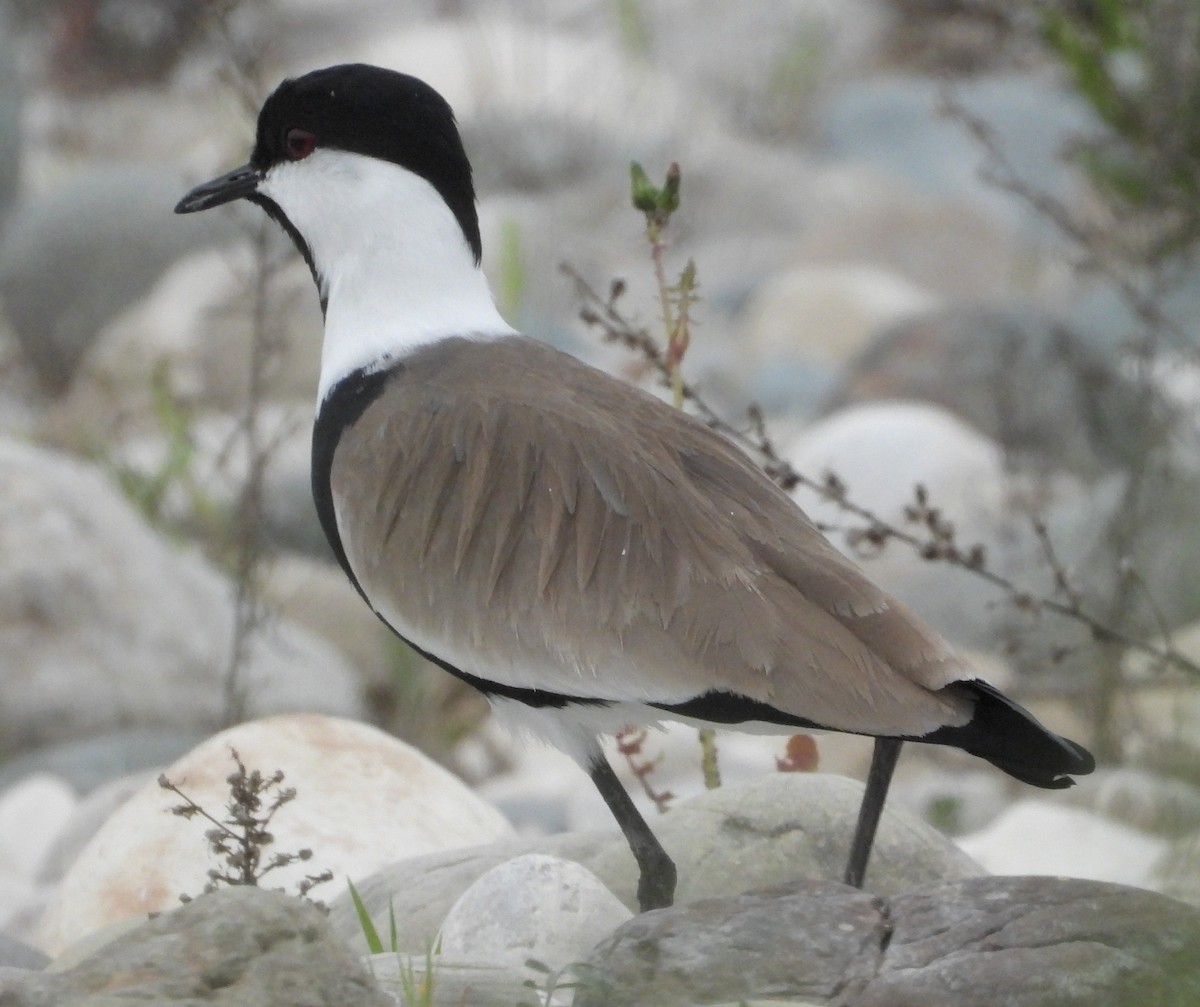 Vanneau à éperons - ML646513257