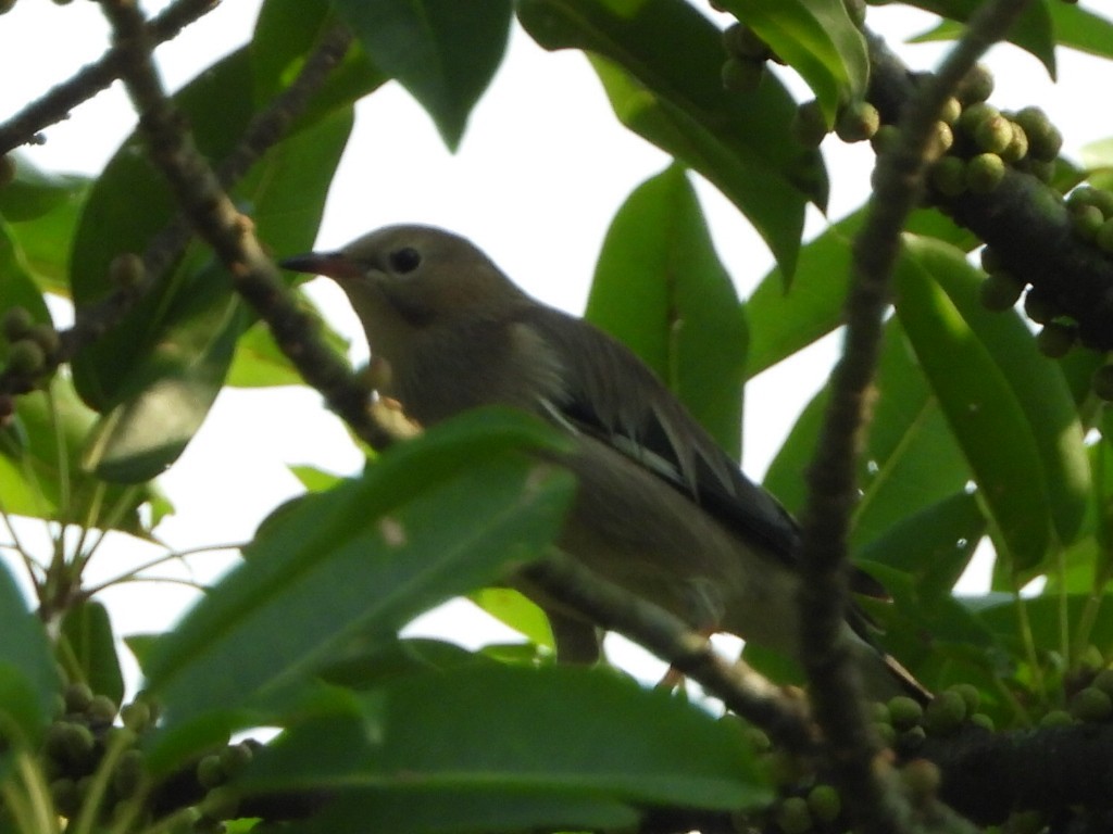 Seidenstar - ML646513258