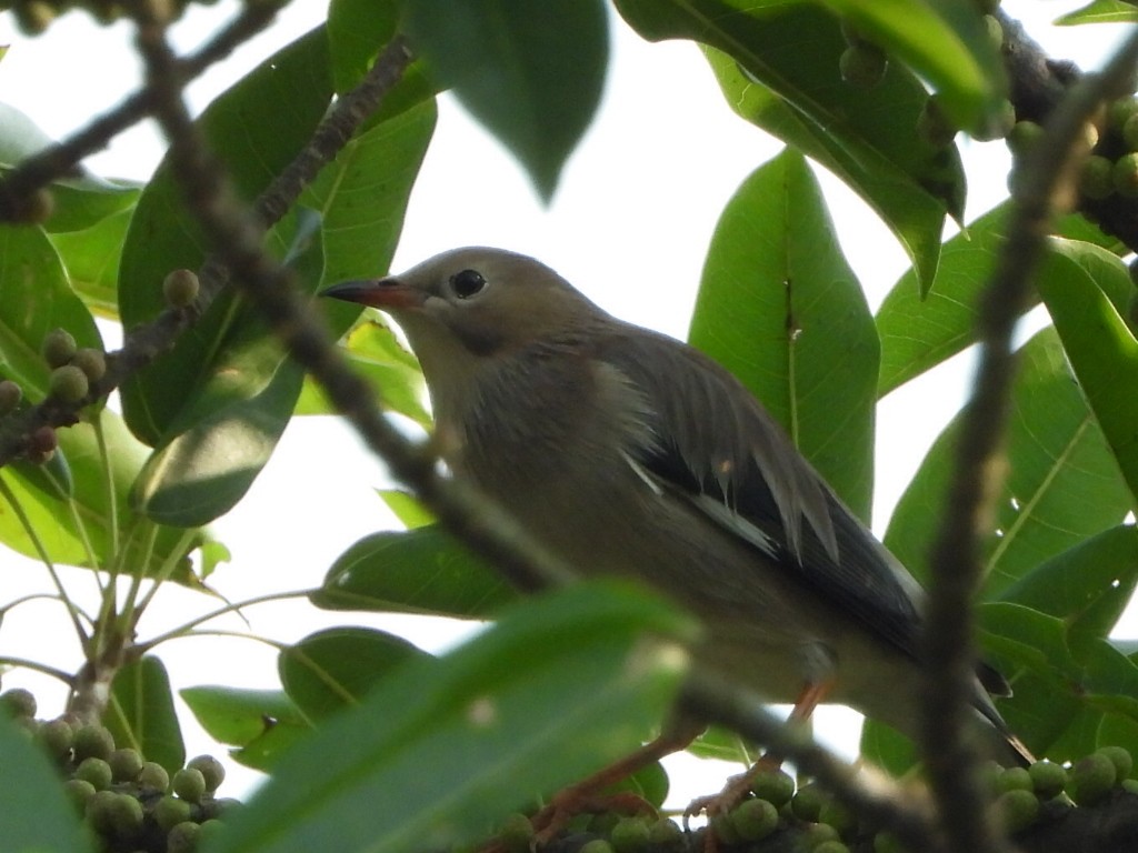 Seidenstar - ML646513259