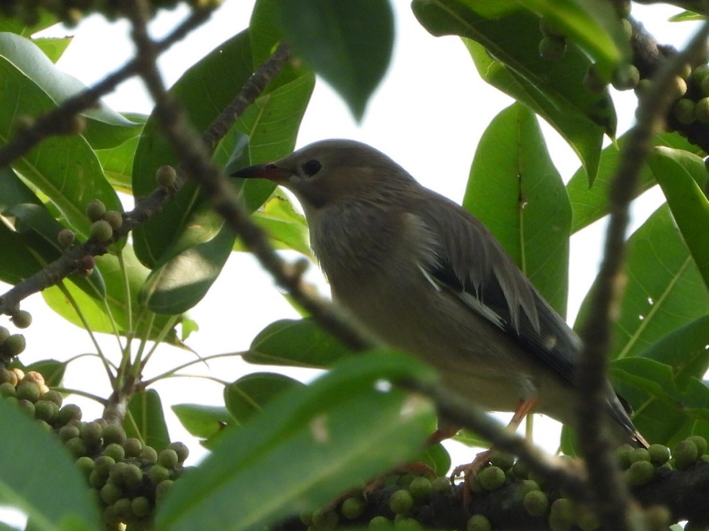 Seidenstar - ML646513260