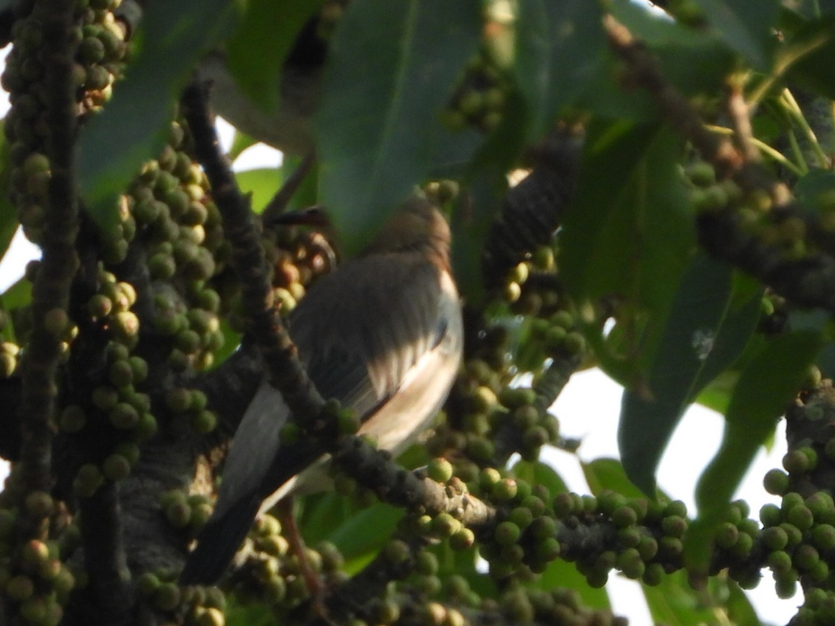 Seidenstar - ML646513261