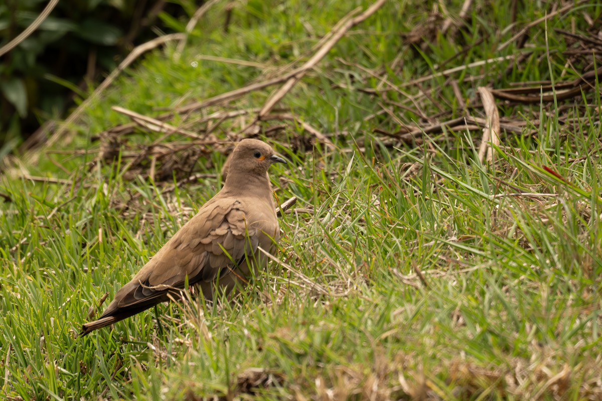 Weißbugtäubchen - ML646513262