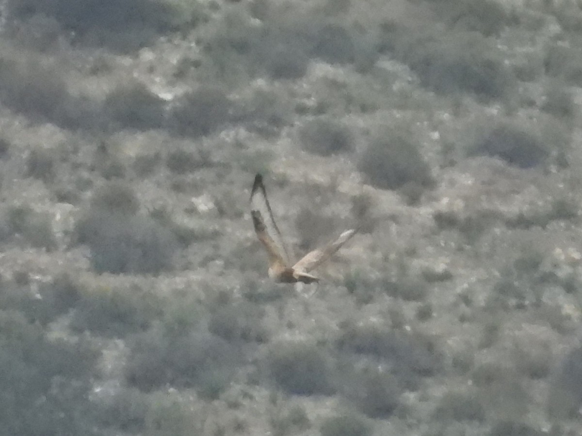 káně bělochvostá - ML646513265