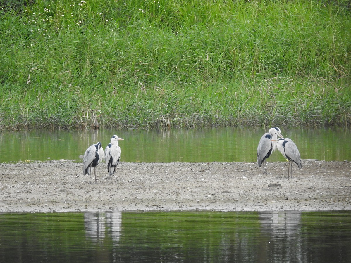 Gri Balıkçıl - ML646513266