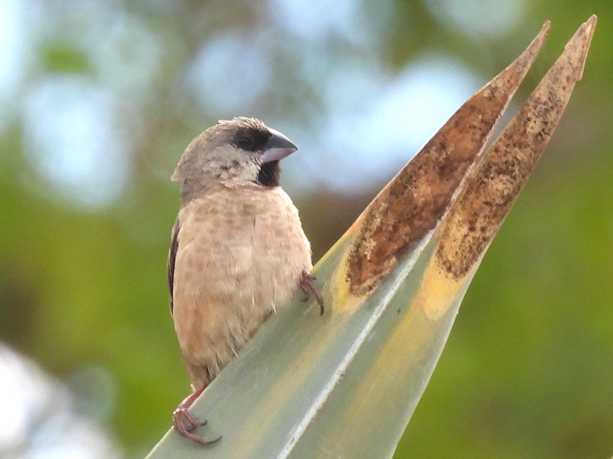 Capucin de Madagascar - ML646513268