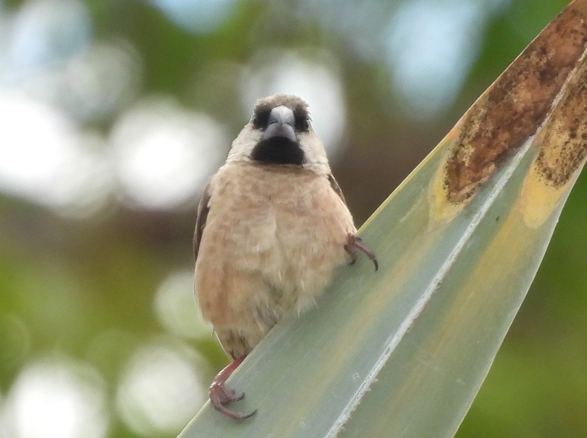 Capucin de Madagascar - ML646513269