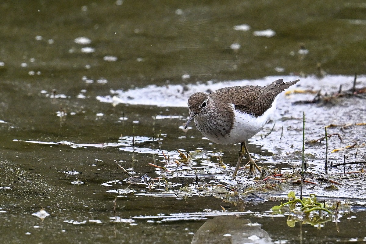 pisík obecný - ML646513271