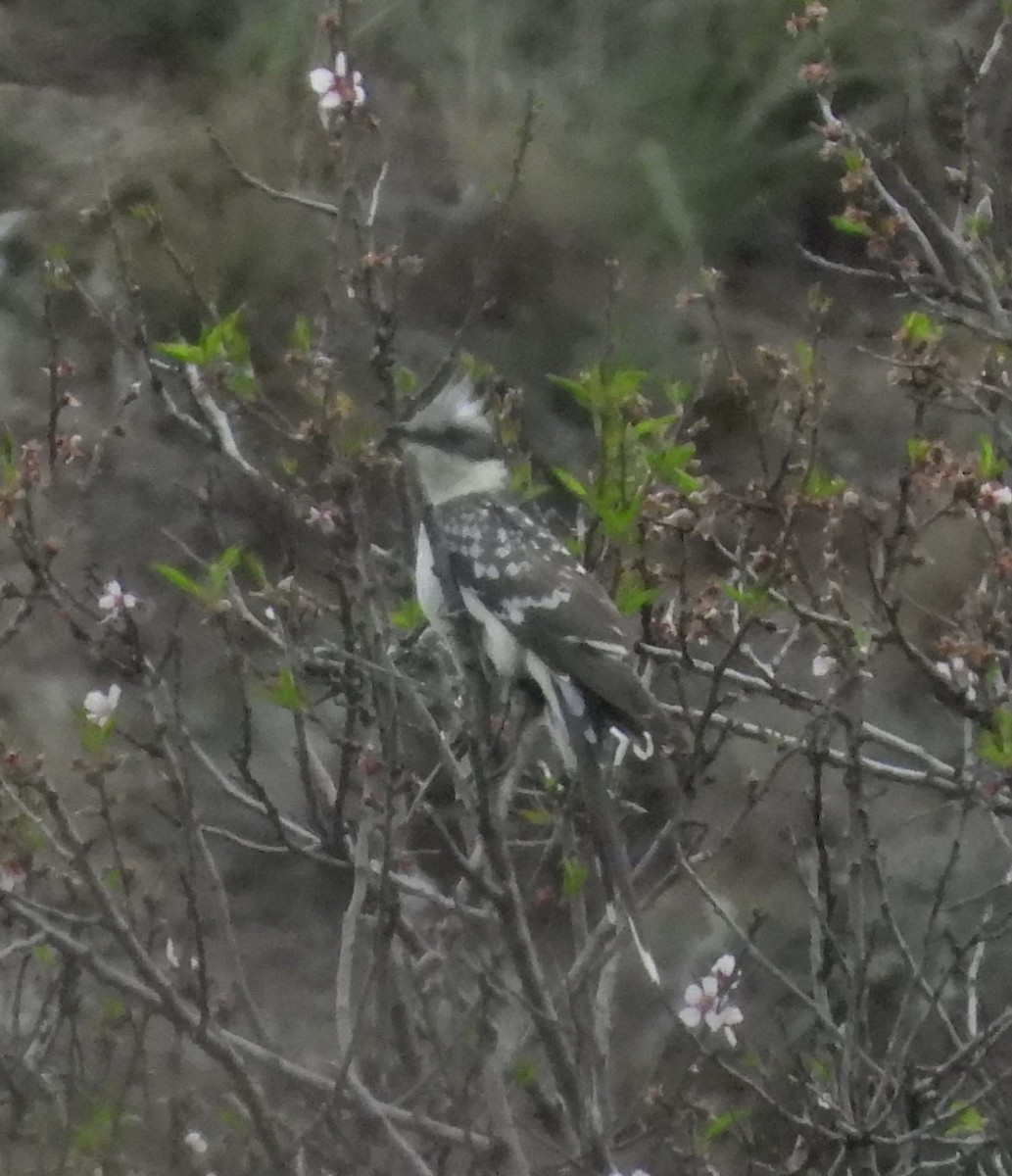 Kuku mottoduna - ML646513274