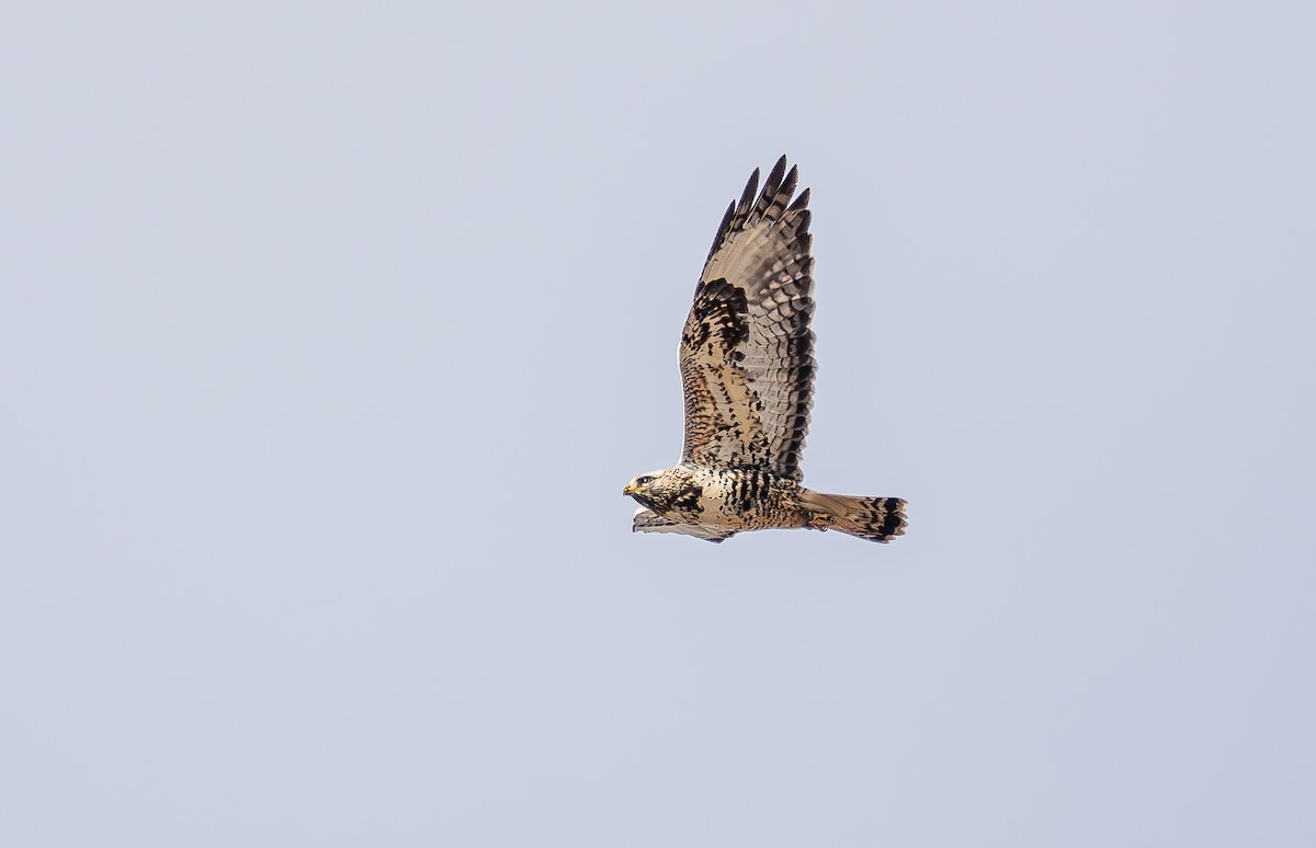 Rough-legged Hawk - ML646513276
