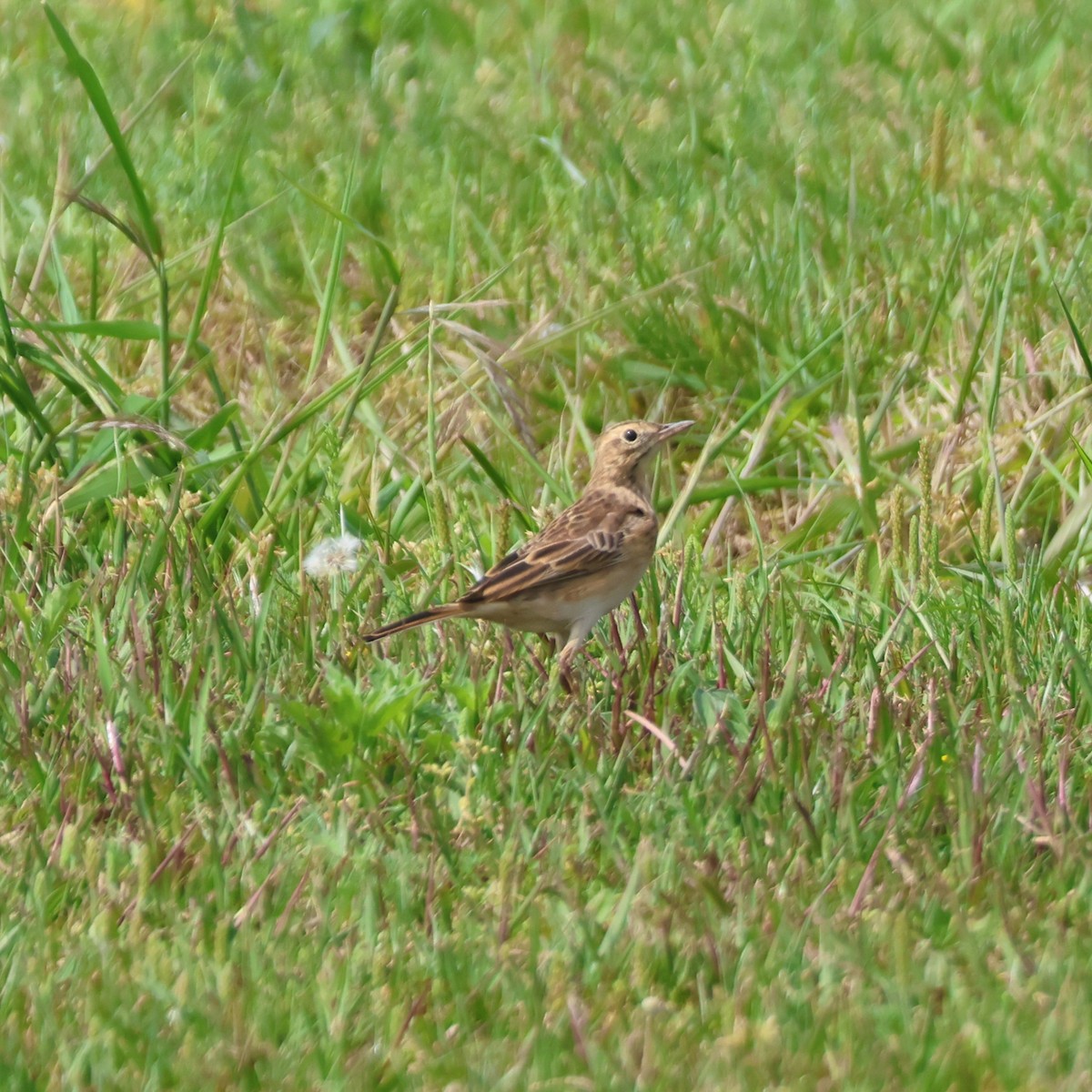 Хээрийн шийхнүүхэй - ML646513278