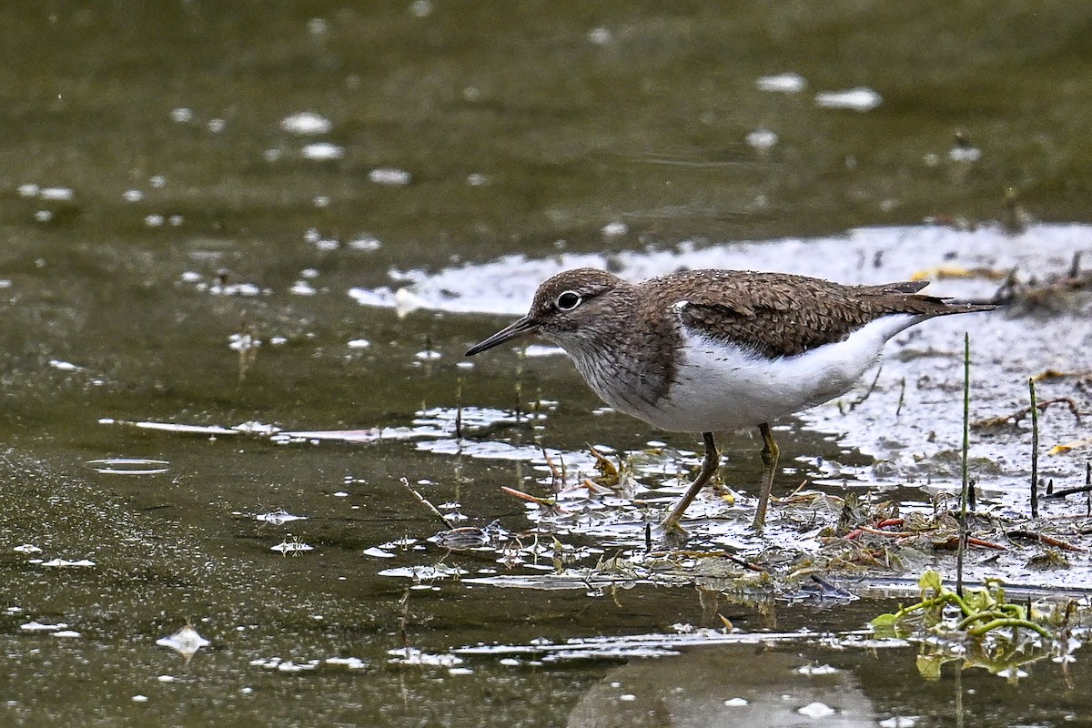 pisík obecný - ML646513279