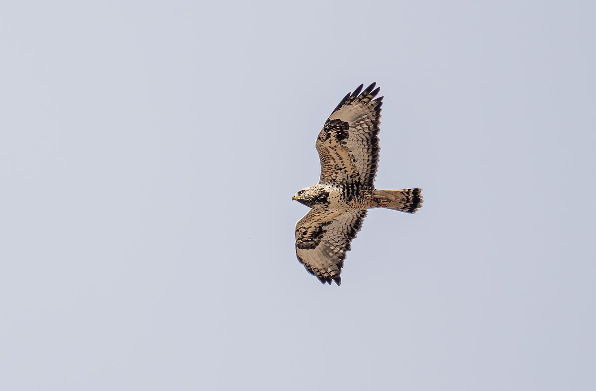 Rough-legged Hawk - ML646513280