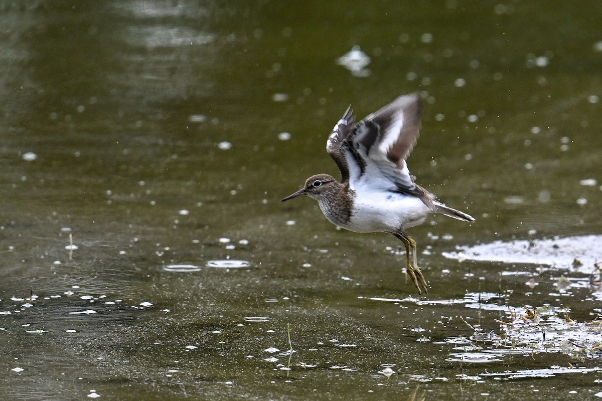 pisík obecný - ML646513282